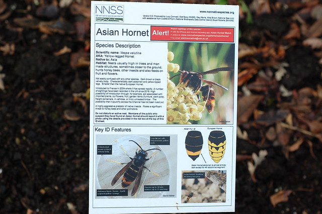 Asian Hornet Information