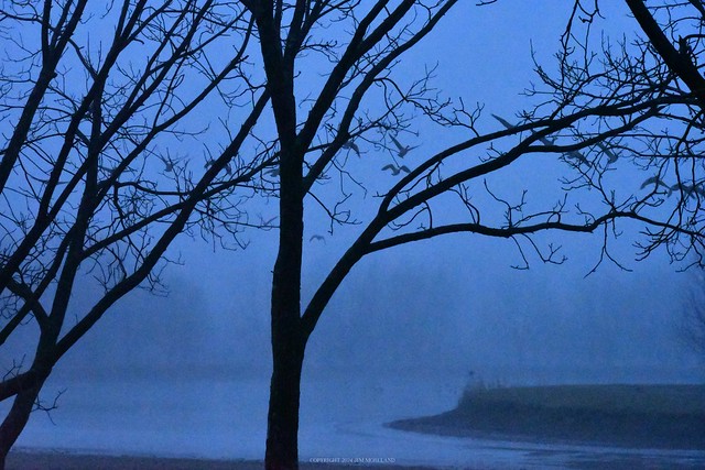 Pond through the Mist -  - DSC_81682024 01 24