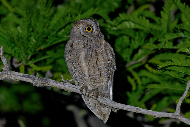 Сплюшка, Otus scops scops, Eurasian Scops-Owl