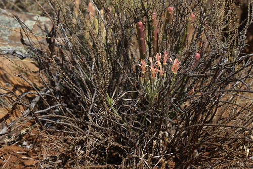 Pelargonium connivens in habitat (Nieuwoudtville, Northern Cape, SA).