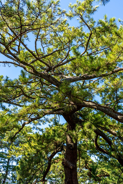 The Hagoromo Pine
