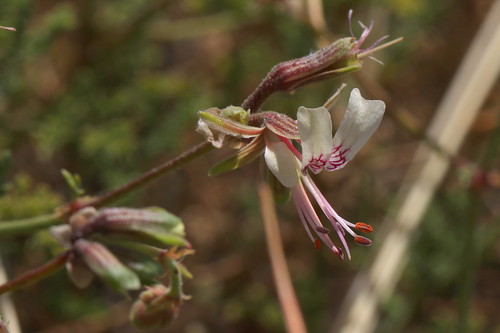 Pelargonium tragacanthoides in habitat (Nieuwoudtville, Northern Cape, SA).