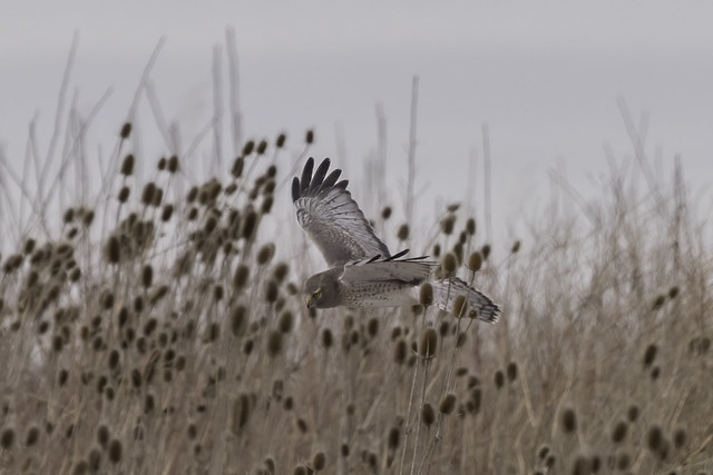 NORTHERN HARRIER - GRAY GHOST