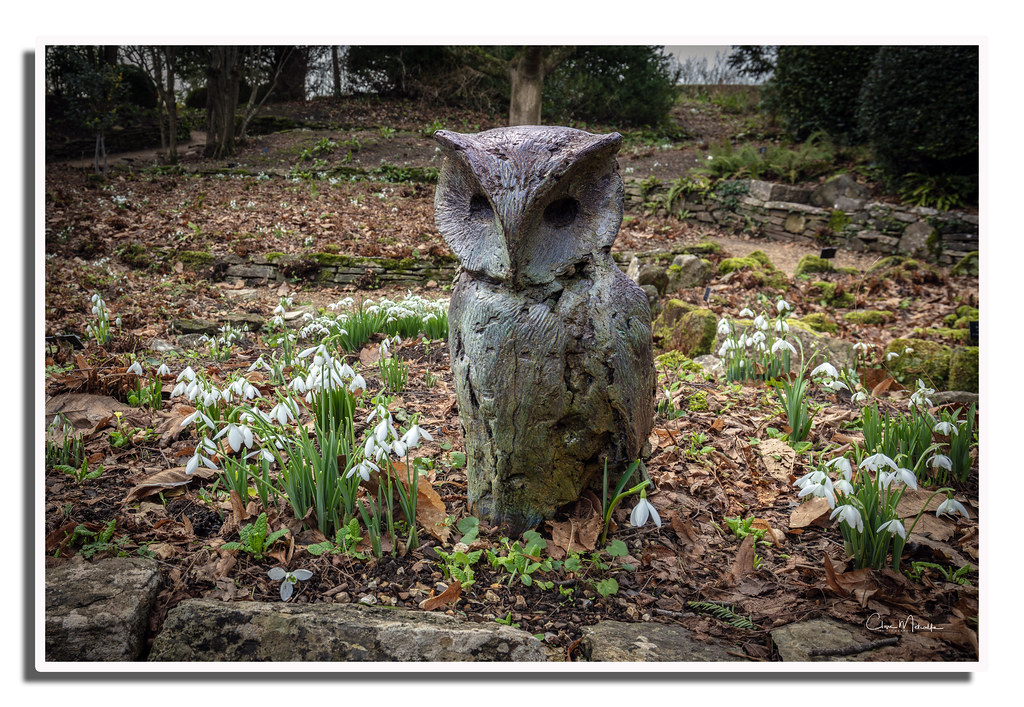 The Owl and the Snowdrops