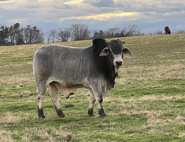 Bull in field by Cowtown Rodeo