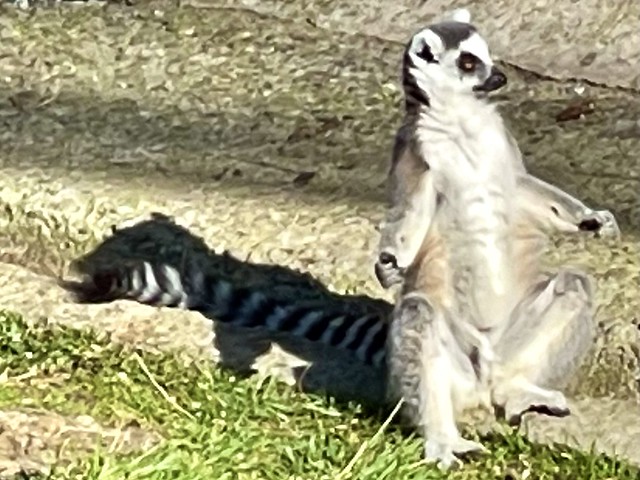 Over stimulated lemur