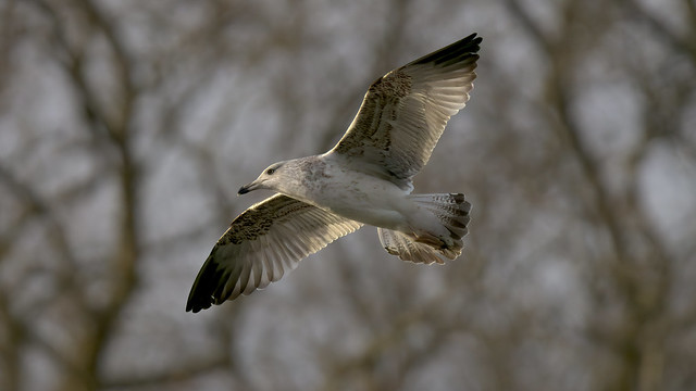 a juvenile gull - un jeune goéland