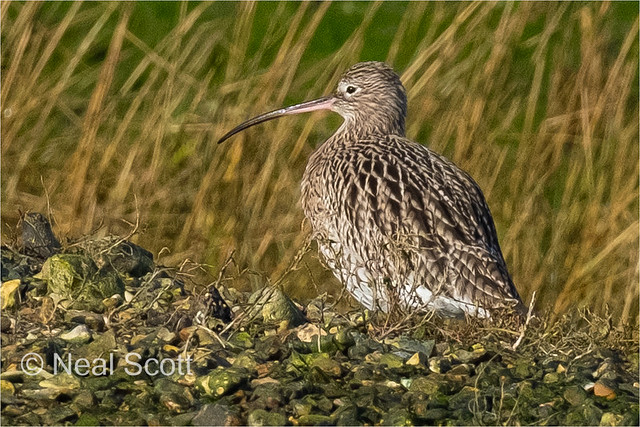 Whimbrel or Curlew
