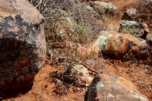 Pelargonium connivens in habitat (Nieuwoudtville, Northern Cape, SA).
