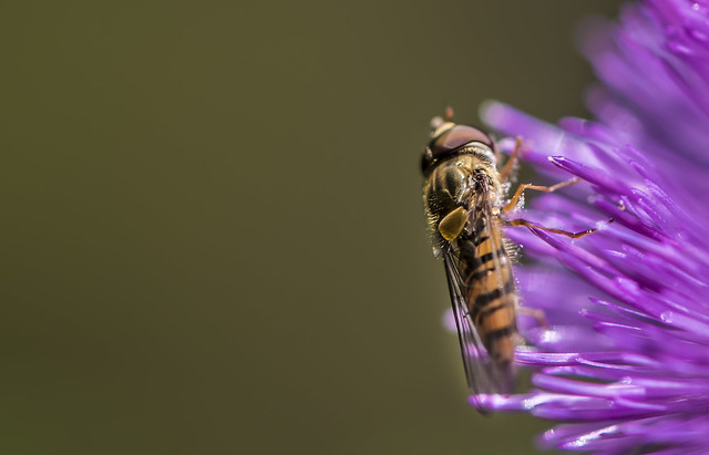 Hover-fly on a Spear Thistle.