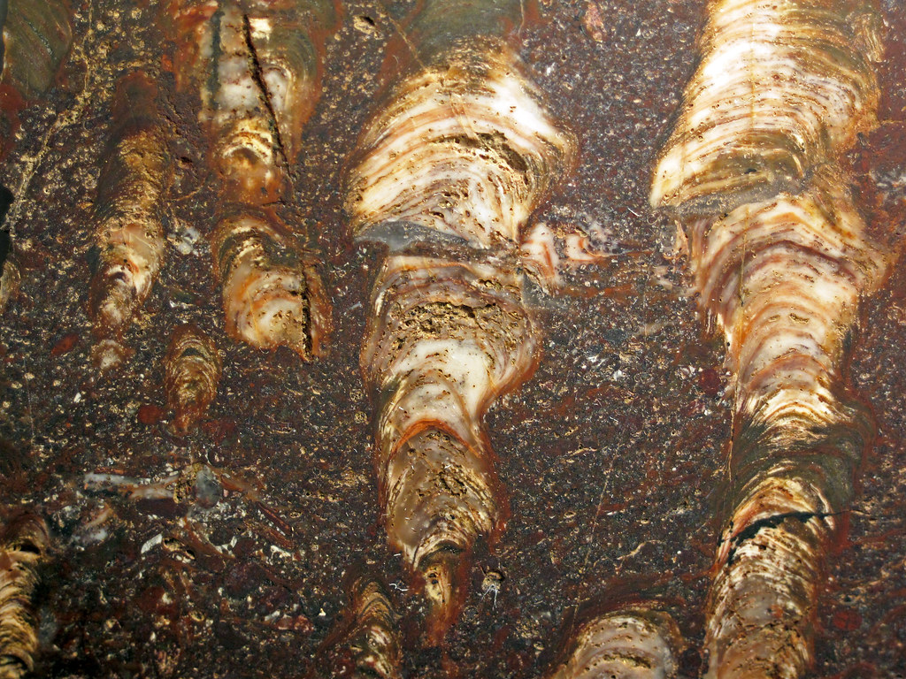 Silicified stromatolite boundstone with oolites & sinuous … | Flickr