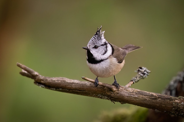 The Crested Tit