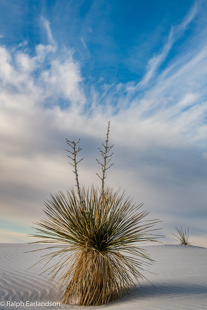 Yucca in the Sands