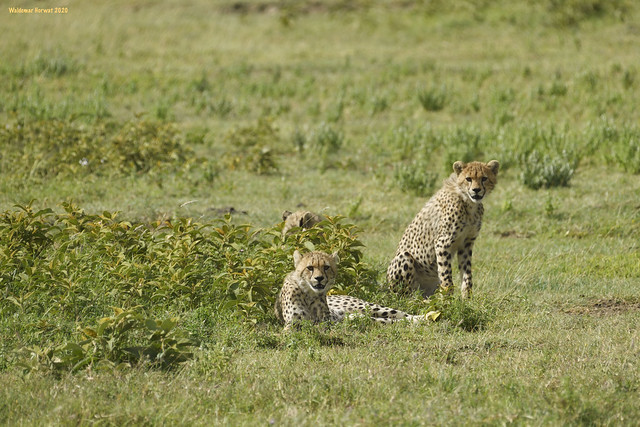 Cheetah Cubs