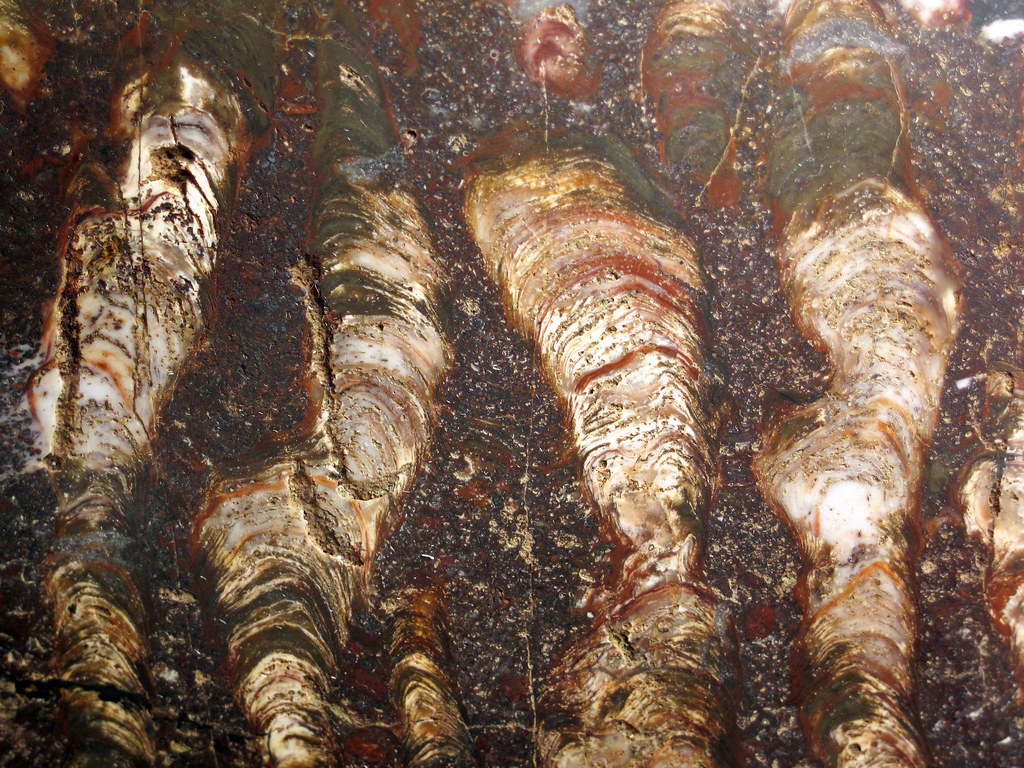 Silicified stromatolite boundstone with oolites & sinuous … | Flickr