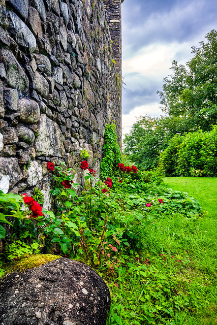 Roses Against the Old Stone Wall