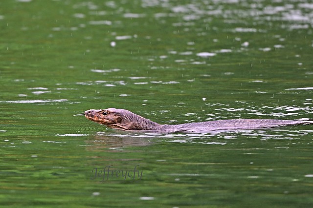澤巨蜥, Malayan Water Monitor, Varanus salvator,