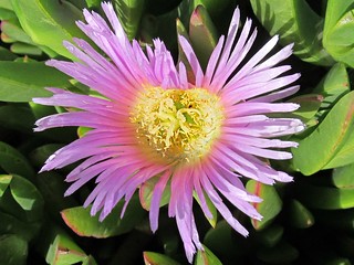 Pink iceplant flower