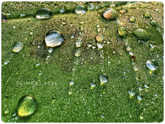 Morning Dew | From the backyard