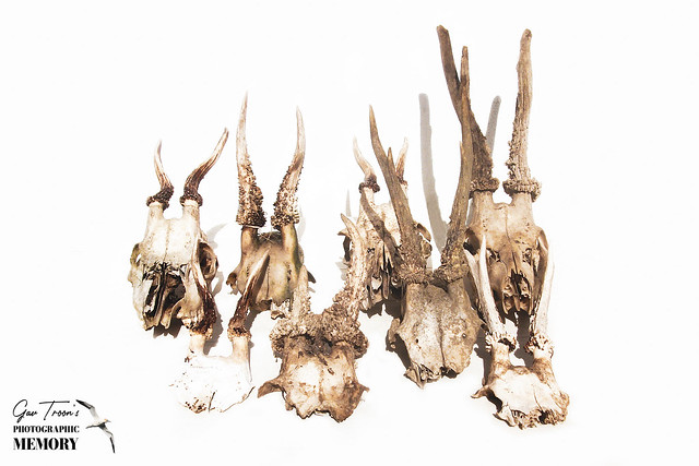 Roe Deer skulls