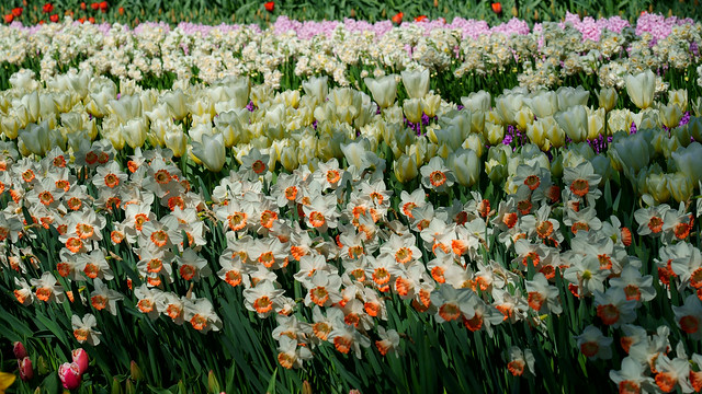 Tulipa - Tulpe + Narcissus - Narzisse