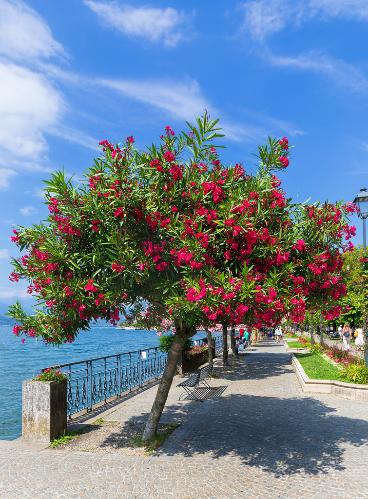 Lake Como – Bellagio – Oleanders