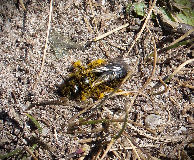 Panurgus banksianus (Large Shaggy Bee) or Panurgus calcaratus (Small Shaggy Bee))