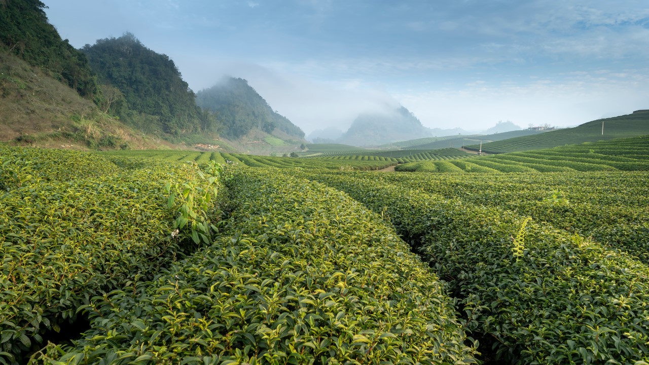 Photo of a tea plantation with a blue sky above it
