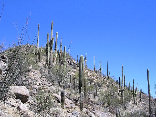 Southern Arizona and Saguaro Cactus