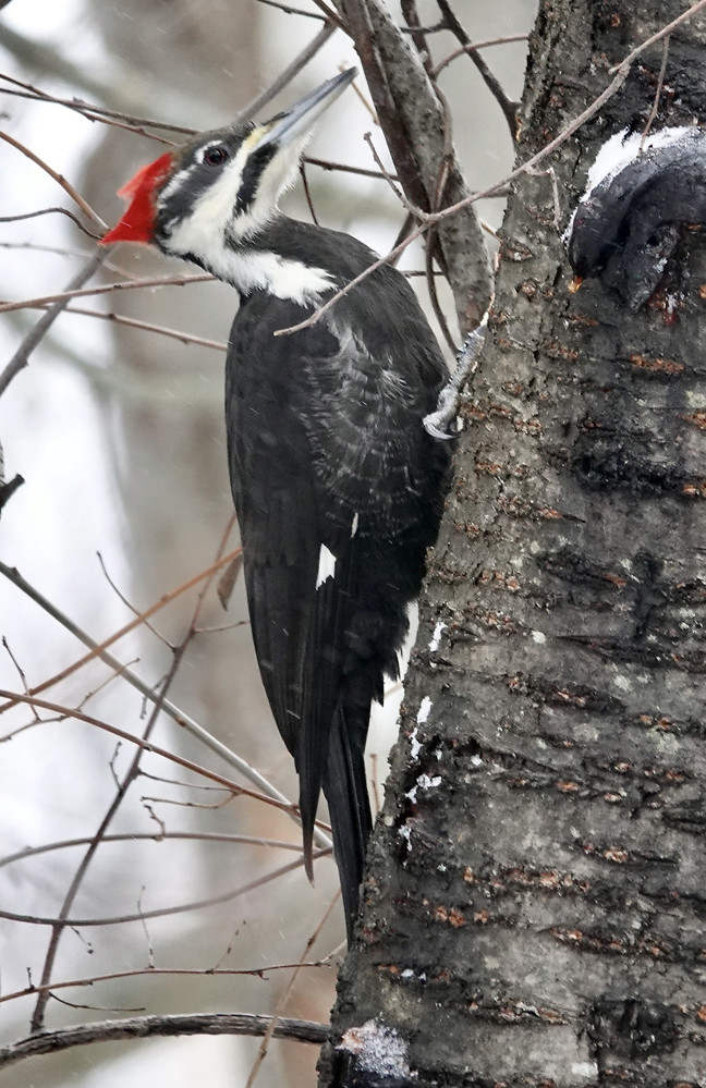 Pileated Woodpecker, Whiting Rd. Nature Preserve © Candace Giles January 19, 2024