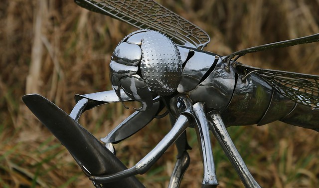 Dragonfly -Hatton Locks Warwickshire-261223 (8)