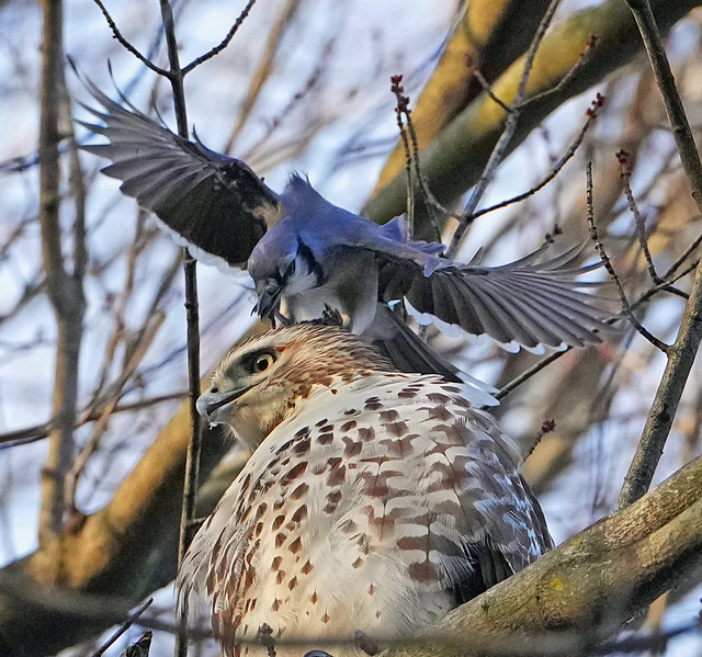 Blue Jay pecks and stomps the head of a Red-tailed Hawk.