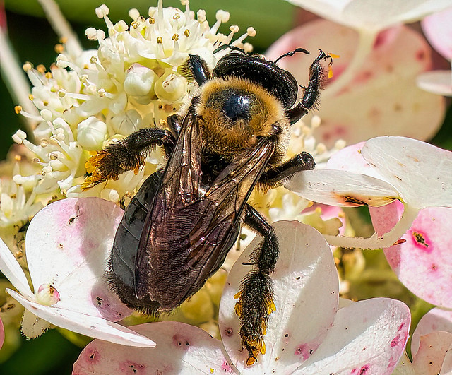 Bee on Hydrangea Flowers with Attached Pollen