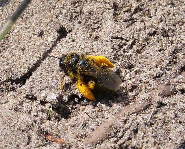 Panurgus banksianus (Large Shaggy Bee) or Panurgus calcaratus (Small Shaggy Bee)
