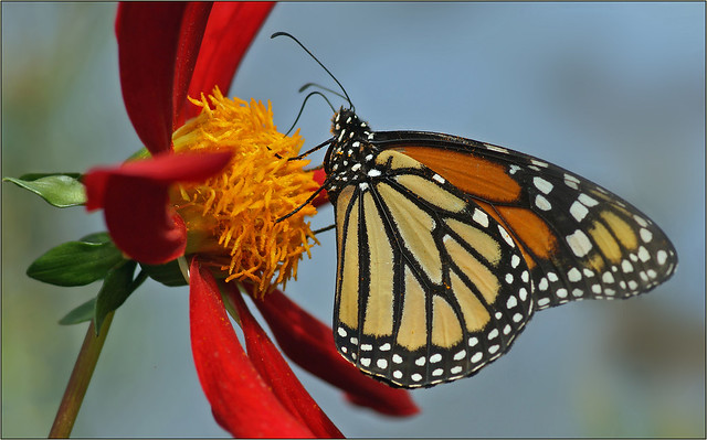 Monarch, the famous migratory butterfly