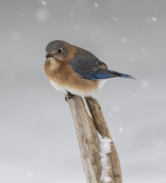 Eastern Bluebird riding out the storm