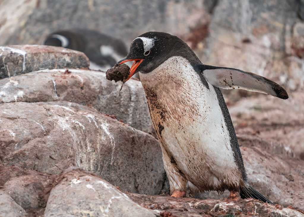 Gentoo Penquin(Antarctic Peninsula20233)