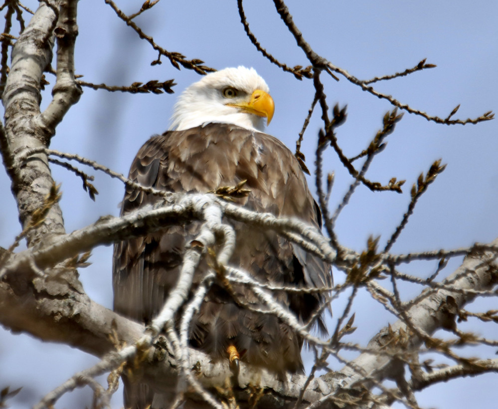 Bald Eagle, Onondaga Lake © Jeffrey Eichner January 22, 2024