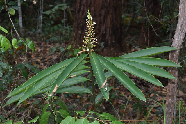 Alpinia caerulea, Barron Gorge National Park, near Cairns, QLD, 23/11/23
