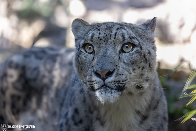 Snow Leopard - Zoo Amneville