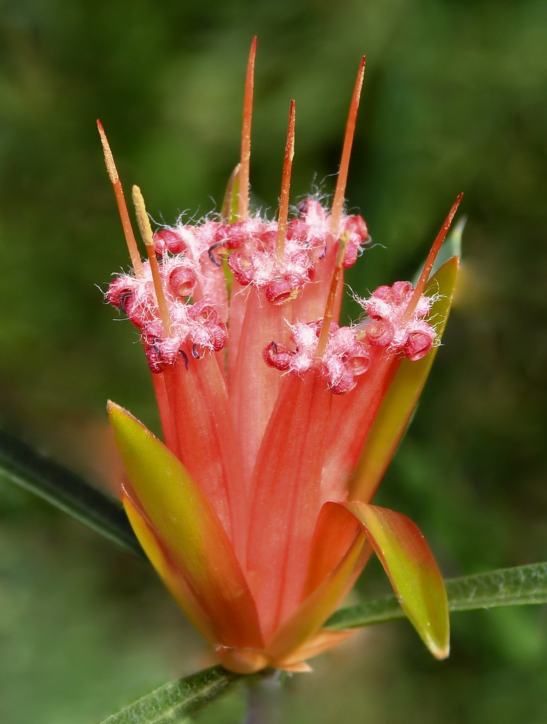 Australian mountain devil flower
