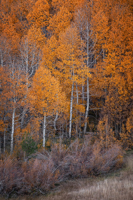 Autumn, Eastern Sierra Nevada No. 12  (2023)