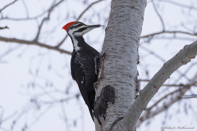 Grand Pic - Pileated Woodpecker - Québec - Canada - 01298