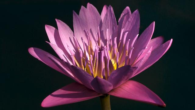 Waterlily-Queen of Siam