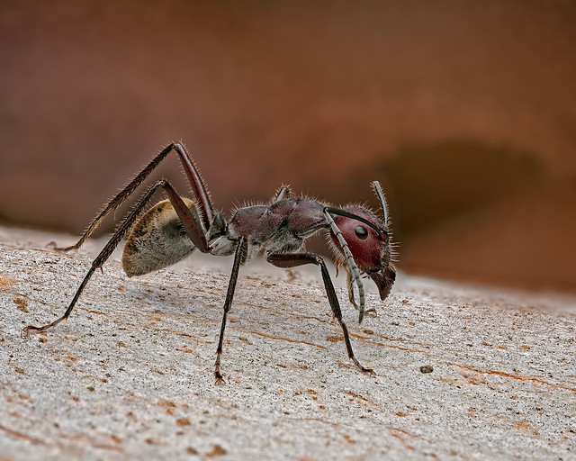 Carpenter Ant --- Camponotus piliventris
