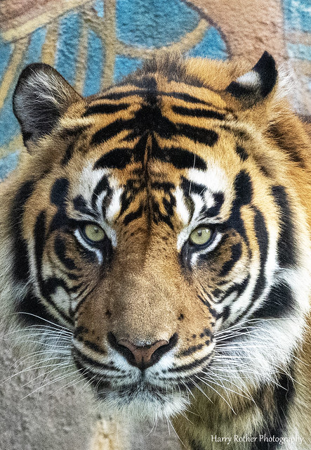 Stare of a Tiger