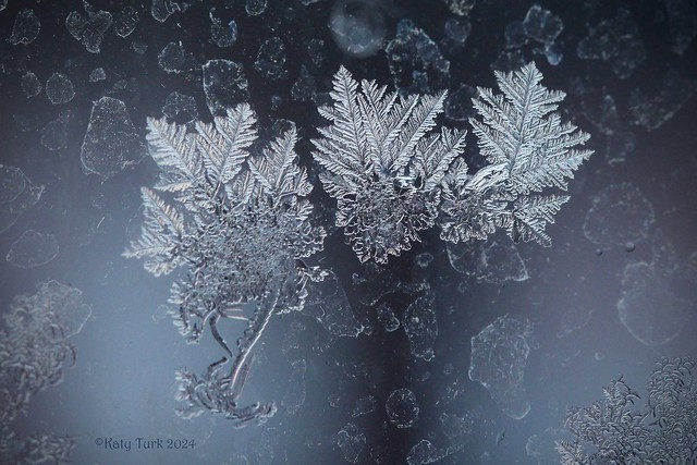 'Leaves' of Frost