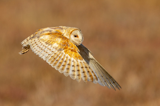 Barn Owl (R51_9164)