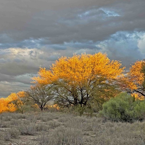 arizona backyard park tree tucson sunset sky clouds trees brilliantcolors yellow leaves mesquite