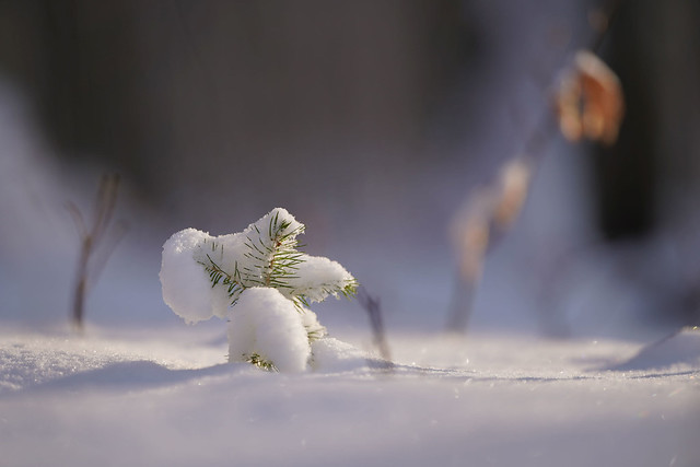mini pine in a snow dress